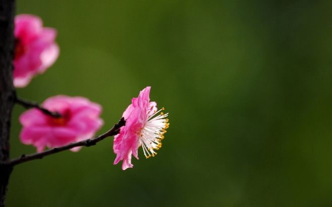 
12道美食精选 珍藏好味道 相信我时时刻刻为你更新家常菜谱“ky.com”(图3)