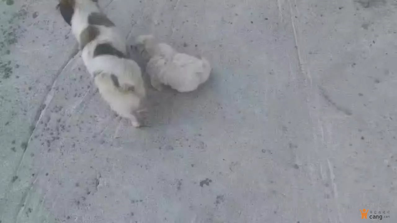 “kycom”渑池县2019年高、中招考试安全工作会议召开(图1)