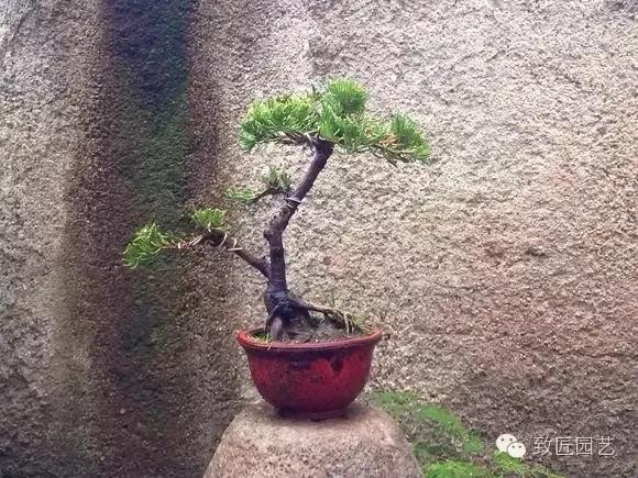 ky.com:【香菇烧鸡块】的做法+配方,咸香可口非常好吃的美食,鲜嫩美味(图1) ky.com:【香菇烧鸡块】的做法+配方,咸香可口非常好吃的美食,鲜嫩美味(图1)