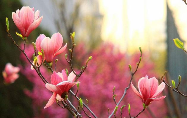 【ky.com】方城县清河镇西学区举行教师赛课大教研活动(图2)