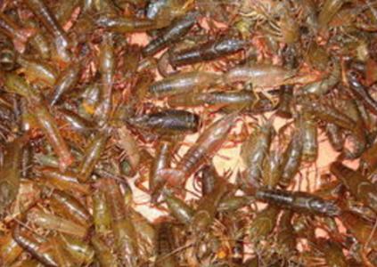 武汉泰迪智慧科技有限公司参评“OFweek2019‘维科杯’人工智能优秀产品应用奖”|kycom(图1) 武汉泰迪智慧科技有限公司参评“OFweek2019‘维科杯’人工智能优秀产品应用奖”|kycom(图1)