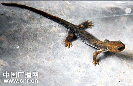 今年春季开学书法教育将纳入中小学教学体系_ky.com(图1)